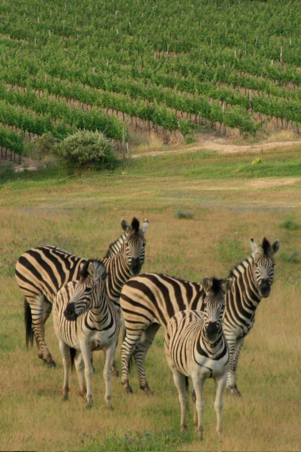 ステレンボッシュ Wildlife Retreat On A Wine-Farmヴィラ エクステリア 写真